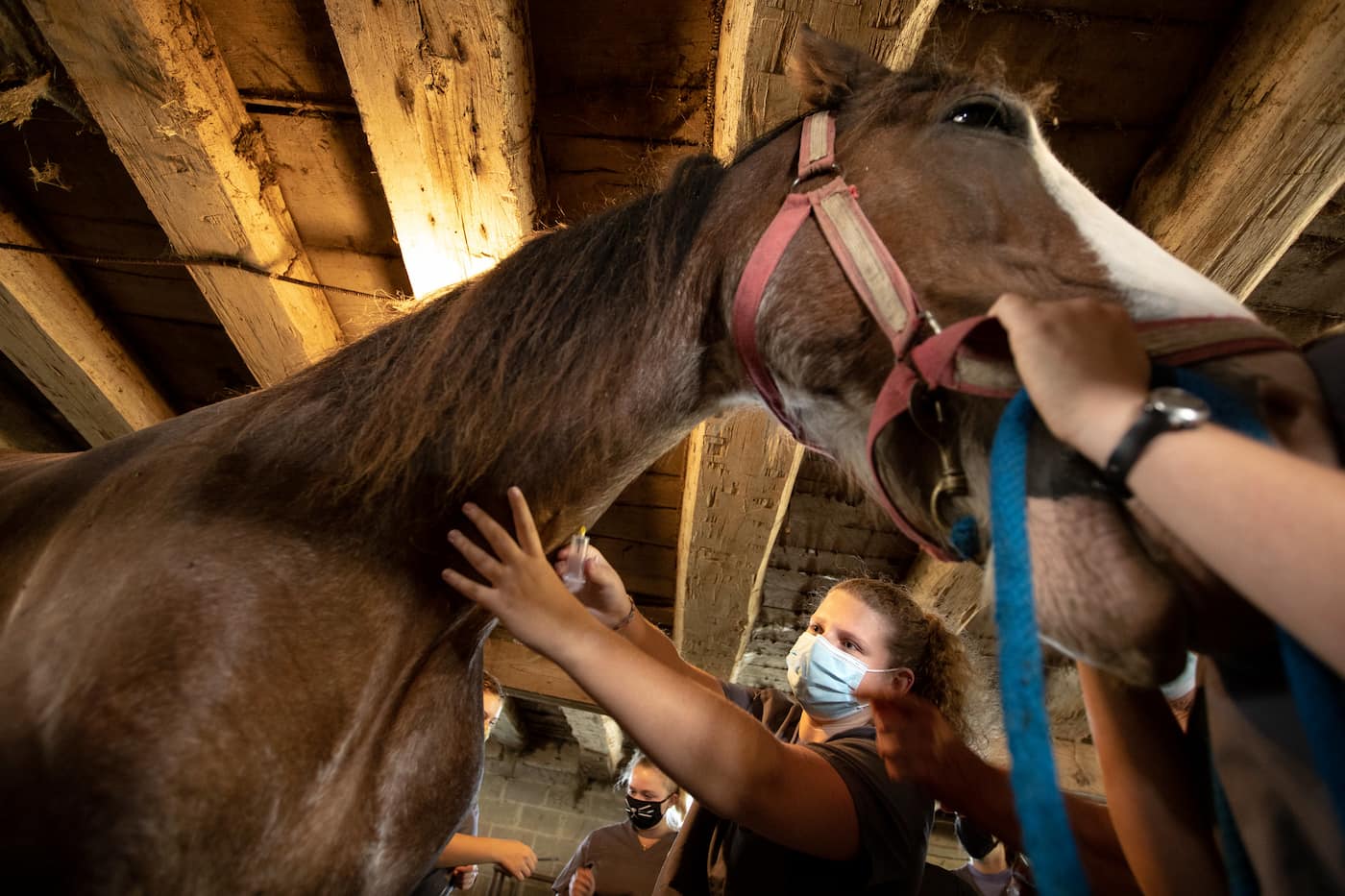 Vet tech students work with a horse. 