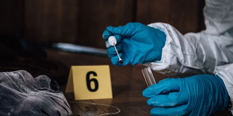 A student swabs for DNA at crime scene.