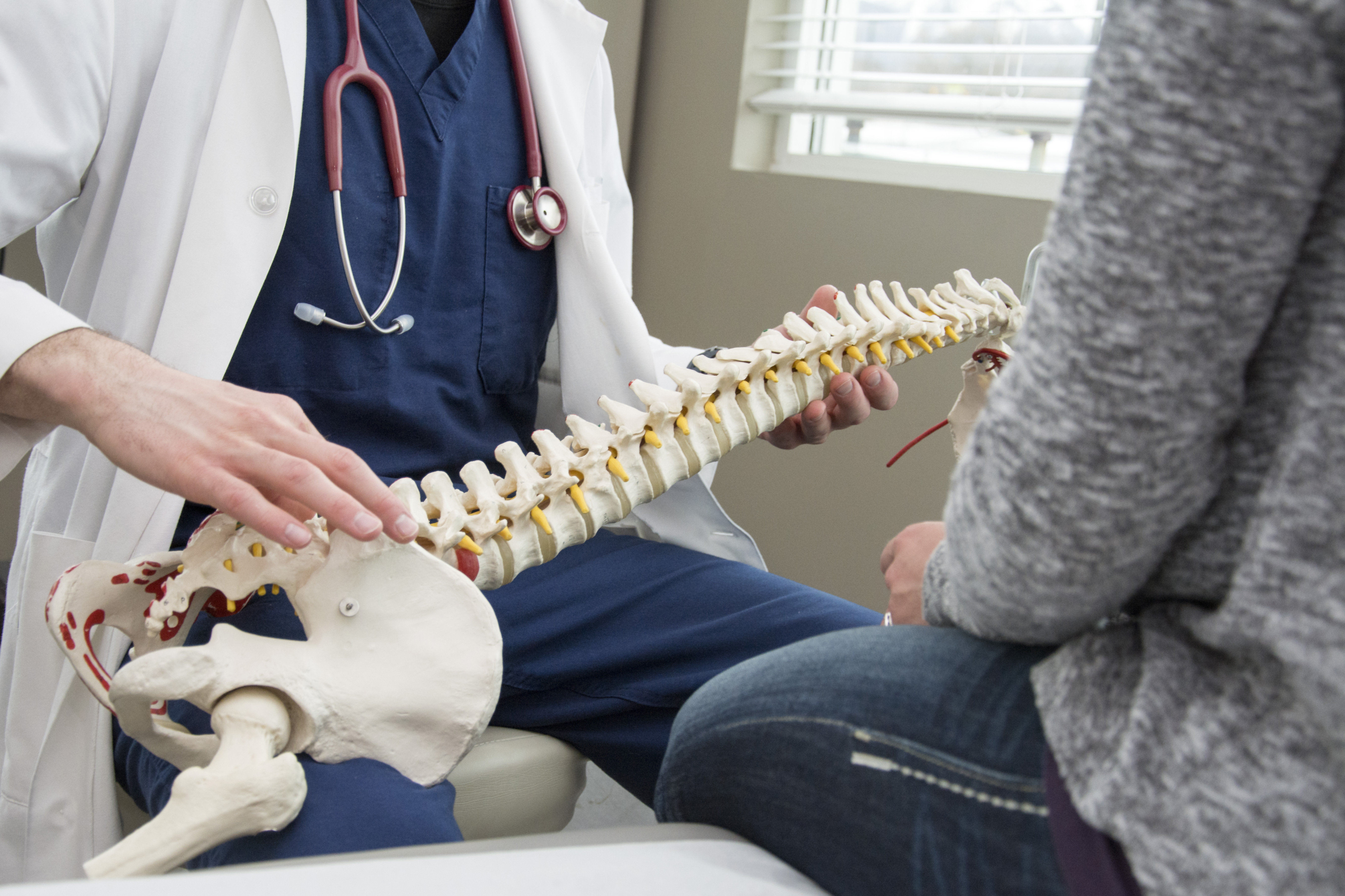 Chiropractor holds model of human spine.